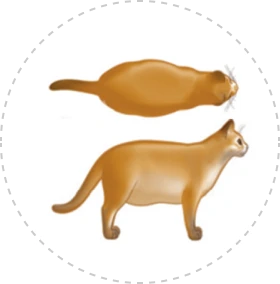 Card img