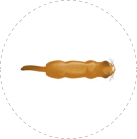 Card img