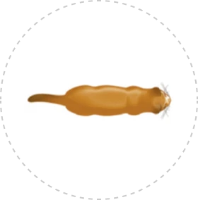 Card img