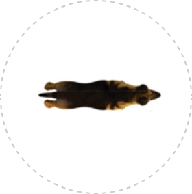 Card img